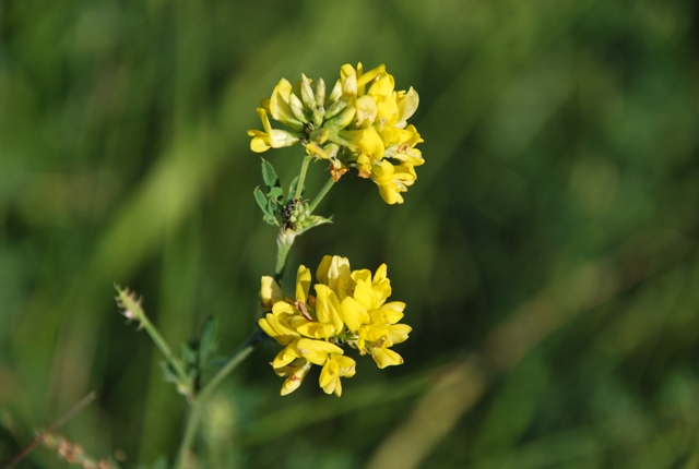 Fabacea - cfr. Medicago falcata